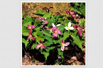 Native Plants 101: Gardening with Native Ephemerals and Understory Plants
